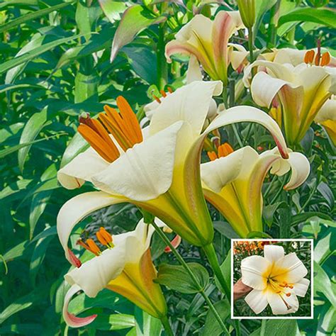 White Planet Trumpet Lily Brecks Premium Bulbs