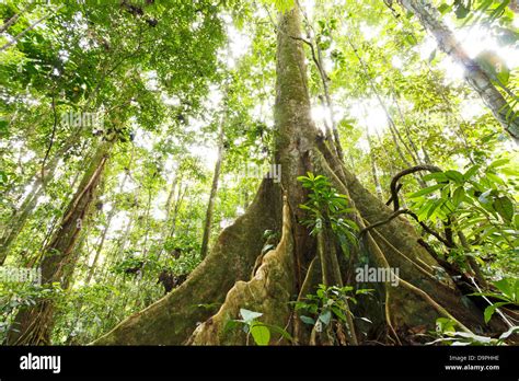 Large Tree In Primary Tropical Rainforest With Buttress Roots Ecuador