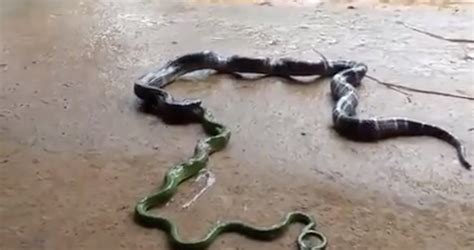 Snake Regurgitates Another Longer Snake Rnatureismetal