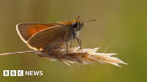 Pesticides Harming Uk Butterflies Bbc News