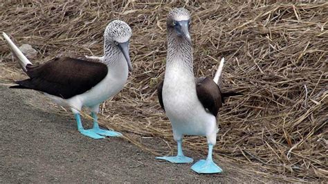 Galapagos Birds A Bird Lovers Guide To The Galapagos Islands