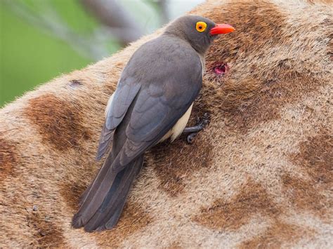 Red Billed Oxpecker Ebird