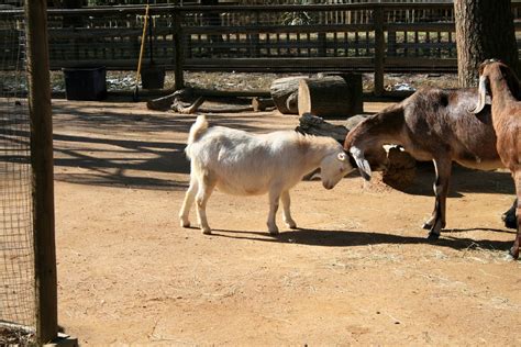 Goats Petting Zoo Kidzone Zoo Atlanta Ga Justme07
