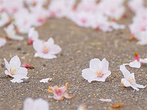 せっかく咲いた桜の花を散らしていた 意外な犯人 とは？ ハフポスト