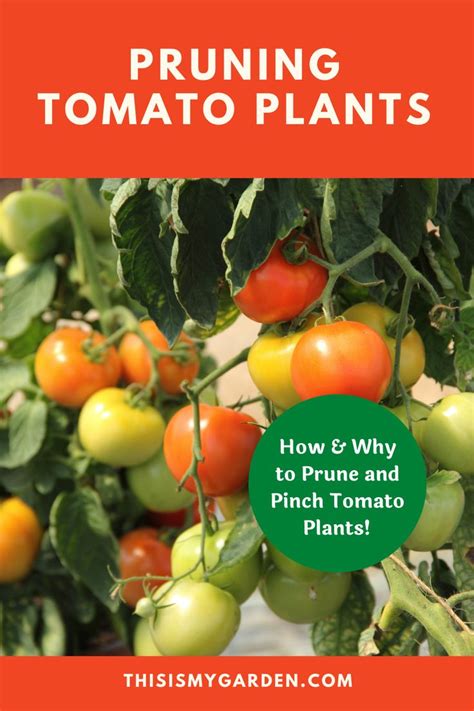 How And Why Do You Need To Prune Tomato Plants In 2021 Tomato