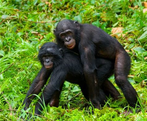 Bonobos are one of the many primates on the endangered species list. Les hommes bonobo accouplement — Photographie SURZet ...