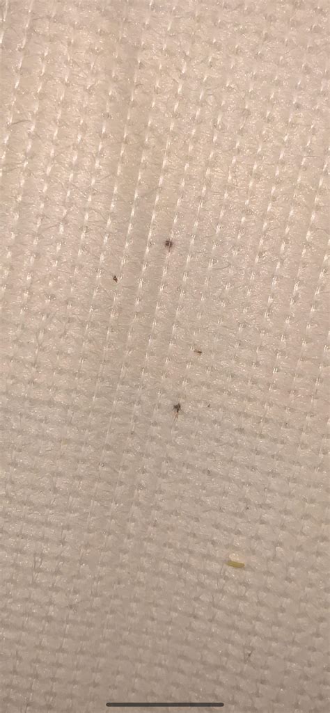Bed Bug Fecal Spots They Dont Respond To Water Or Smear Could They