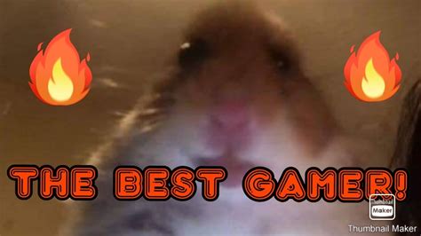 Why Faze Hamster Is The Best Gamer Miladscookies Youtube