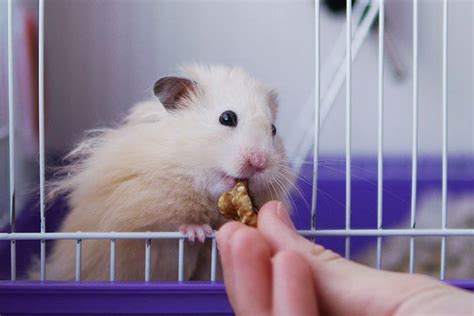 Teddy Syrian Hamster Pet Profile Cage Food Lifespan