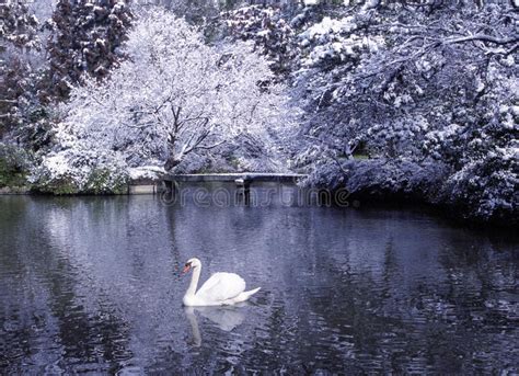 Beautiful Swan Lake Winter Scene Concept Stock Photo