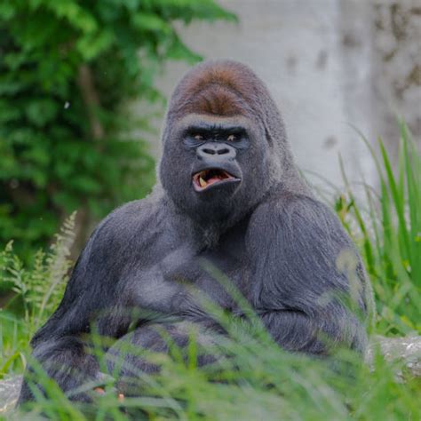 Gorillas Eating Stock Photos Pictures And Royalty Free Images Istock