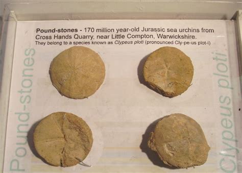 Simply use our calculator above, or apply the formula to change the length 30 st to lbs. Warwickshire Pound-stones - Our Warwickshire