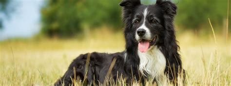 Black And White Border Collie Sitting With Tongue Out