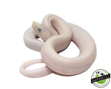 Blue Eyed Leucistic Colombian Rainbow Boa For Sale Imperial Reptiles