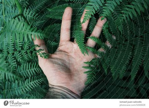 Man Hand Touching The Green Ferns Feeling The Nature A Royalty Free