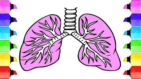 How To Draw A Lungs Pair Of Lungs Easy Draw Tutorial Human Organs