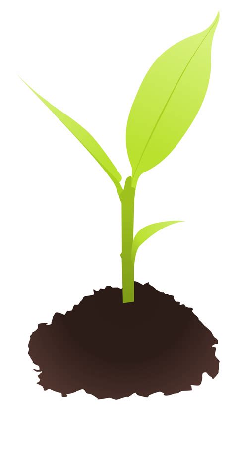 Seed Clipart Small Plant Plant Clip Art Png Transparent Png