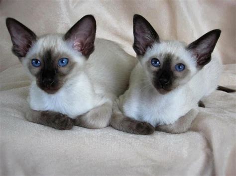 Cute Siamese Kittens For Adoption For Sale Adoption From Mayo Mayo Classifieds