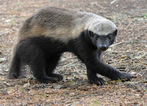 The Honey Badger A Small But Nasty And Fierce Beast Known For