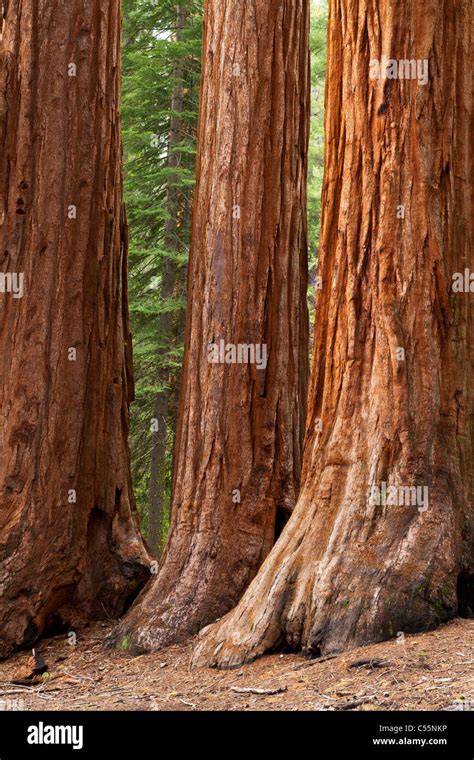 Yosemite National Park Mariposa Grove Giant Sequoia Trees California