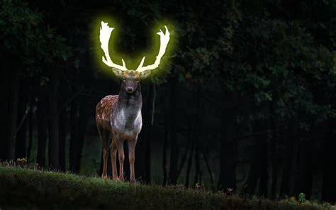 5 Free Glowing Antlers And Deer Photos Pixabay
