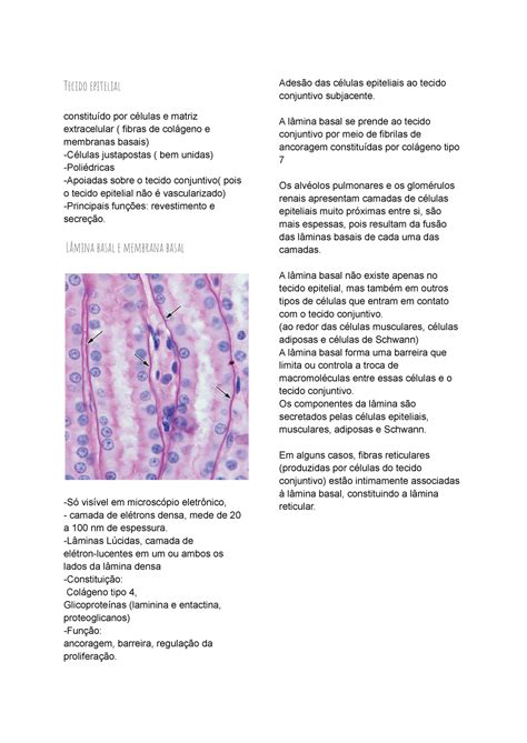 Tecido Epitelial Resumo De Laminas Morfofuncional Microscópico Studocu