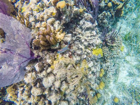 Snorkeling The Mesoamerican Reef The Second Largest Reef In The World