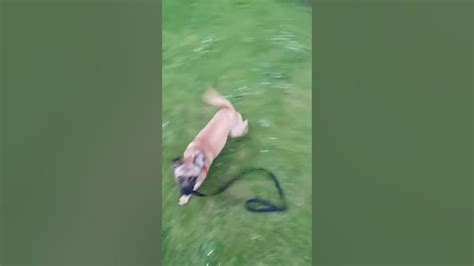 Funny Dog Running Around Youtube