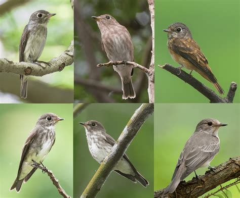 Fly101 Identifying Little Brown Jobs Of The Genus Muscicapa In