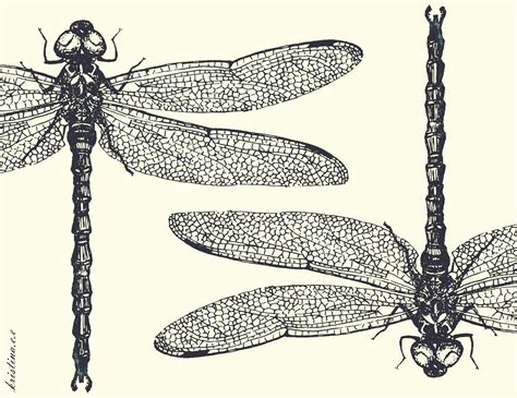 Pin By K Joh On The Art Dragonfly Drawing Dragonfly Art Dragonfly
