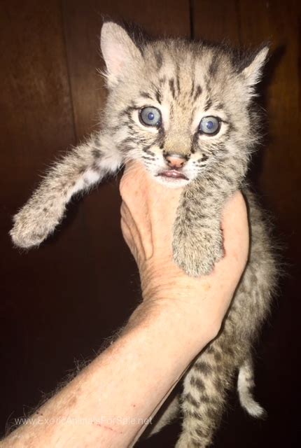 Simple search result 76 pcs. Bobcat kitten for Sale