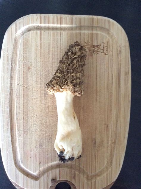 Pin On Mushrooms