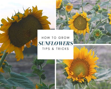 How To Grow Sunflowers Successfully