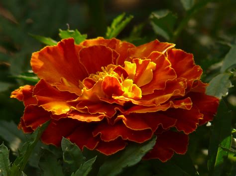 Fotos Gratis Flor Pétalo Florecer Naranja Rojo Botánica Vistoso