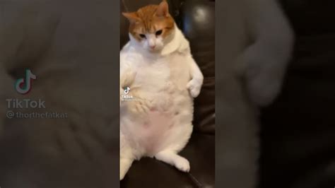 Fat Cat Likes Belly Rubs Youtube