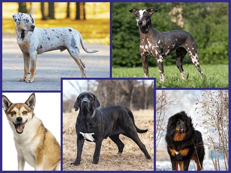 5 raças de cachorros mais raros do mundo Blog Pet