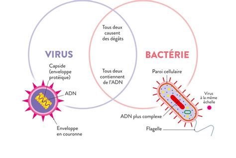 Virus Ou Bactérie Plus Magazine Sur Pc Plusmagazine