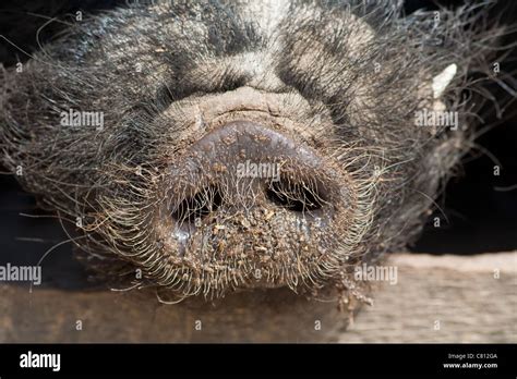 Pigs Snout Hi Res Stock Photography And Images Alamy