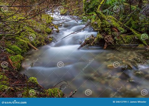 Flowing Stream Winding Through The Forst Stock Image Image Of Plant