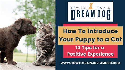 How To Introduce A Puppy To A Cat 10 Tips For A Positive Experience