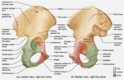 Pelvis And Leg Bone Diagram Anatomy Of The Bony Pelvis The