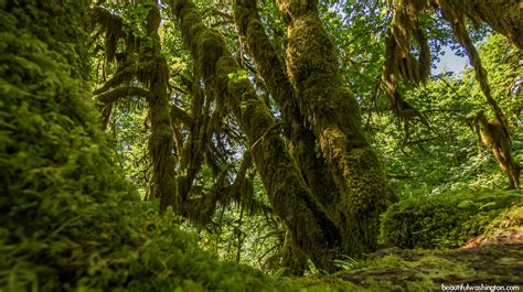 Hoh Rain Forest Hiking At The Olympic National Park Wa