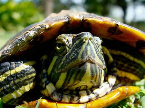Uab Research Probes Temperature Dependent Sex Determination In Turtles