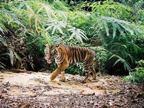 Sunda Tiger Species Wwf Tiger Habitat Tiger Species Tiger