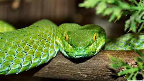 Green Tree Viper Constrictor Python Bonito Animal Graphy Wide