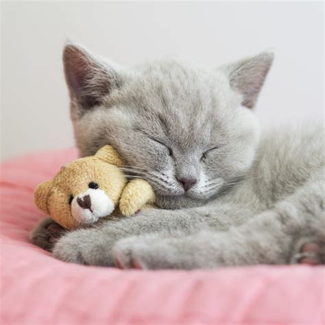 Cute Kitten Photos That Will Make You Melt