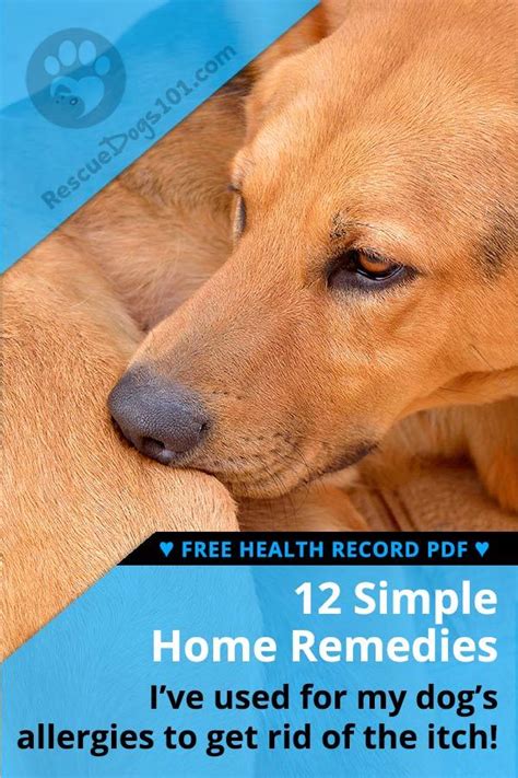 The Ultimate Guide To Home Remedies For Dog Allergies