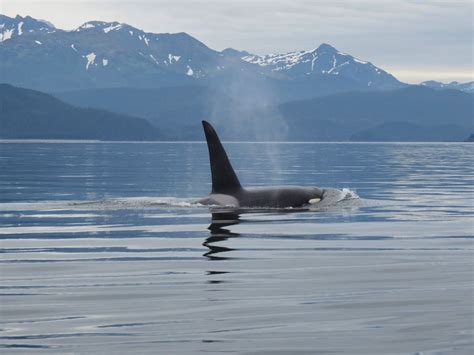 Orca Whale In The Calm Waters Of Stephens Passage Near Juneau Alaska