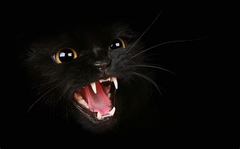| looking for the best black background hd? Black Cat Background, Blue Eyes Black Cat Background, #21836