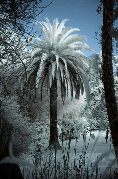 Snow On A Palm Tree Tree Phong Cảnh Hình ảnh Thiên Nhiên